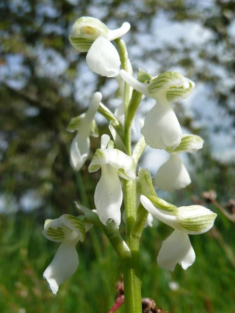 Orchis purpurea (albino) picture