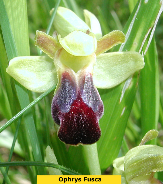 Close up of Brown Bee Orchid
