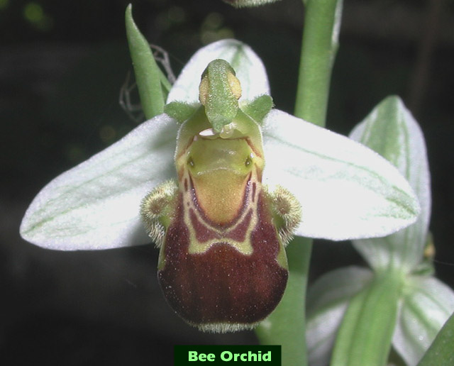 bee orchid picture