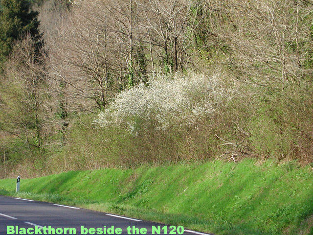 Prunus Spinosa picture