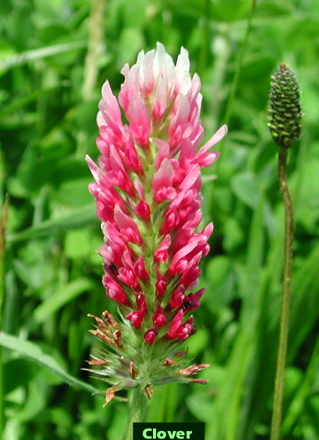 Picture of a striking Clover at Noailles