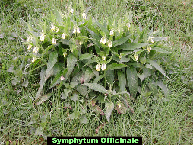 Symphytum Officinale picture