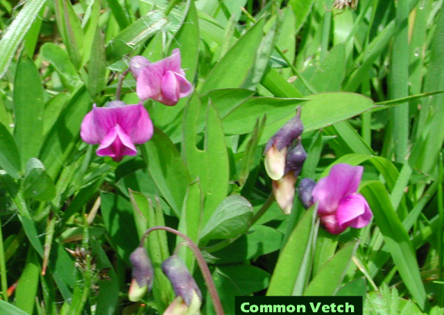 Picture of Common Vetch