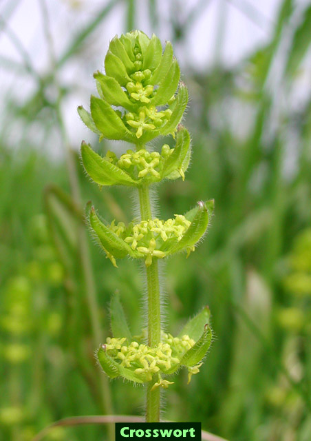 Picture of Crosswort