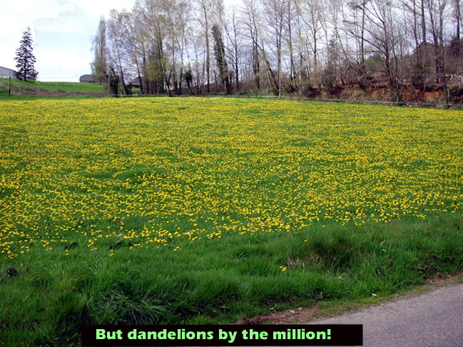 Picture of a dandelion field