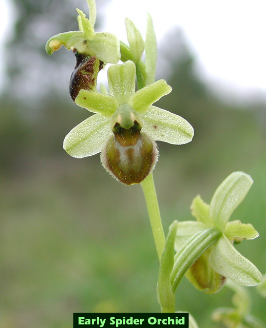 Ophrys sphegodes picture