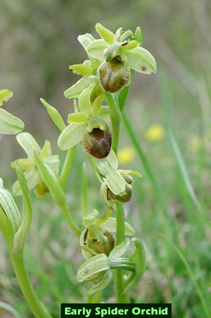 Orchis Purpurea picture