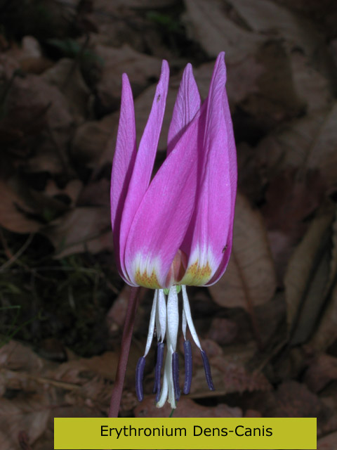 Erythronium Dens-Canis picture