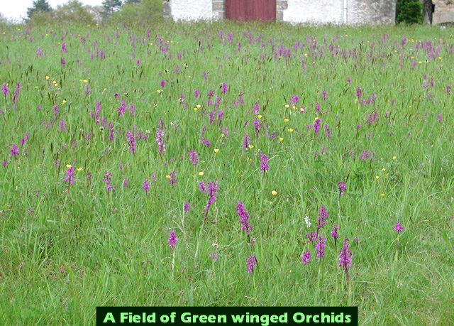 Picture of Orchids near Astaillac