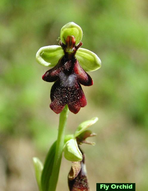 Fly Orchid picture