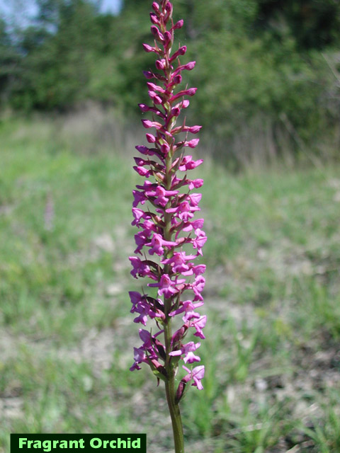 Fragrant Orchid picture