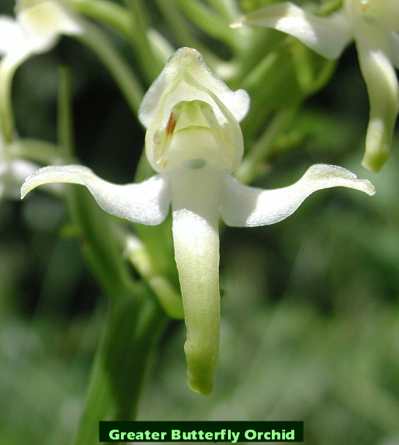 Greater Butterfly Orchid picture