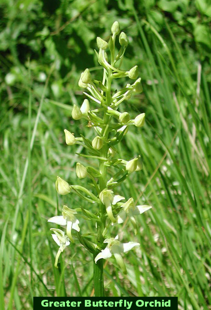 Greater Butterfly Orchid picture
