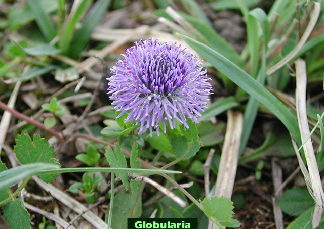 Picture of Globularia