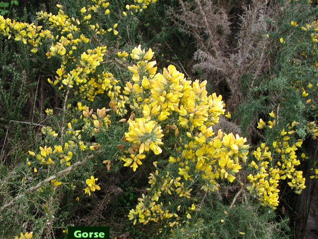 Picture of Gorse in flower near Tudeils