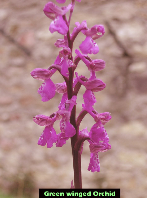 Orchis morio picture