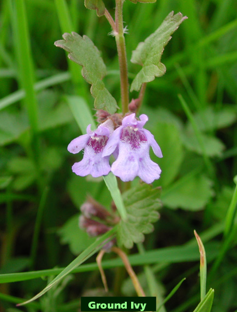 Ground Ivy creeping
