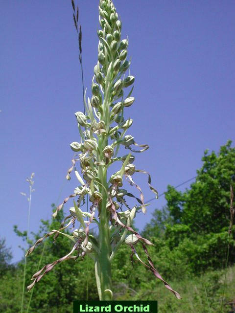 Lizard Orchid picture
