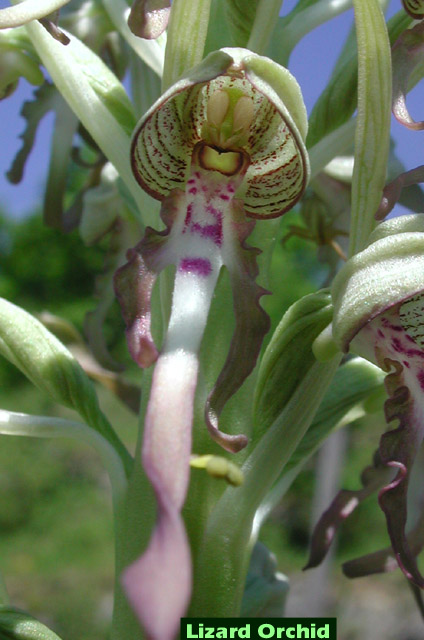 Lizard Orchid close up picture