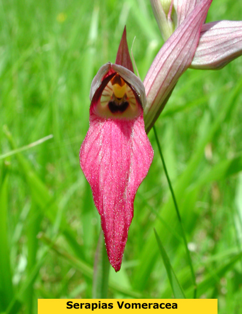 Close up of Long lipped Serapias