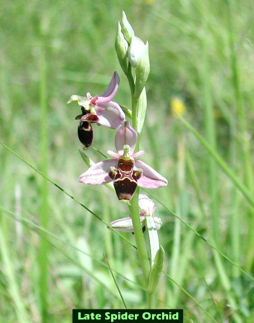 Late Spider Orchid picture