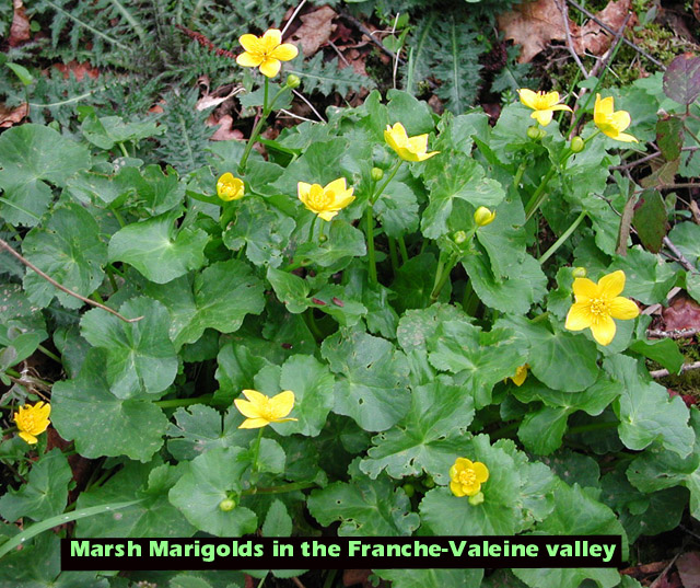 Marsh Marigold picture