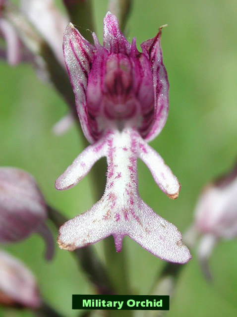 Military Orchid picture