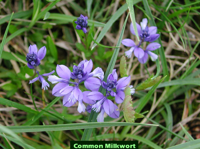 Picture of Polygala vulgaris