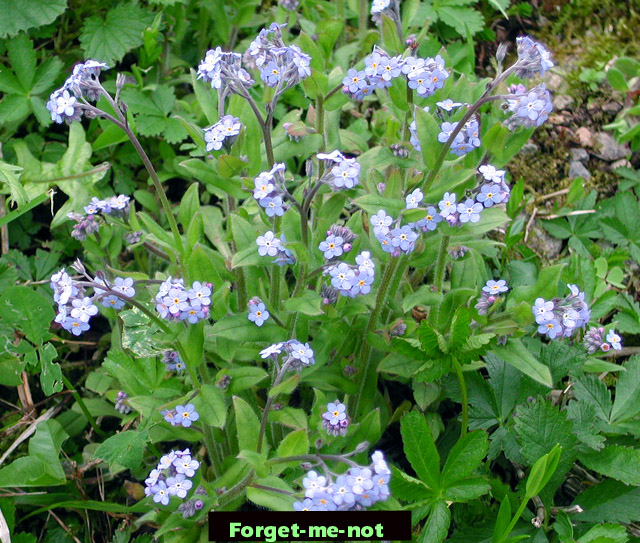 Field Forget-me-Not picture