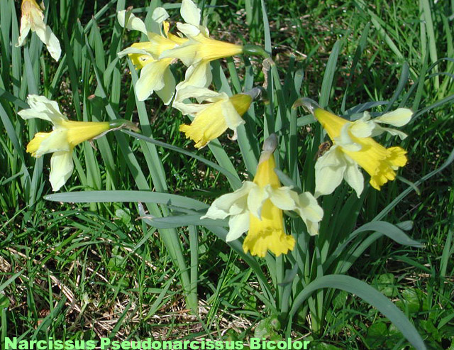Narcissus pseudonarcissus close up picture