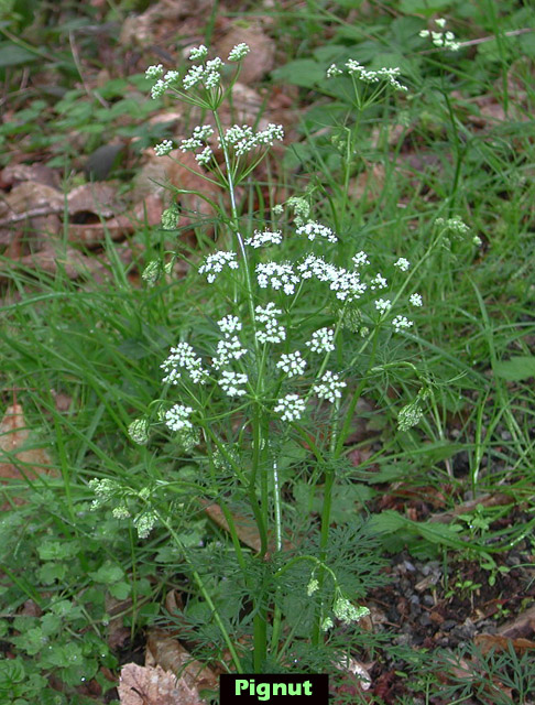 Pignut picture
