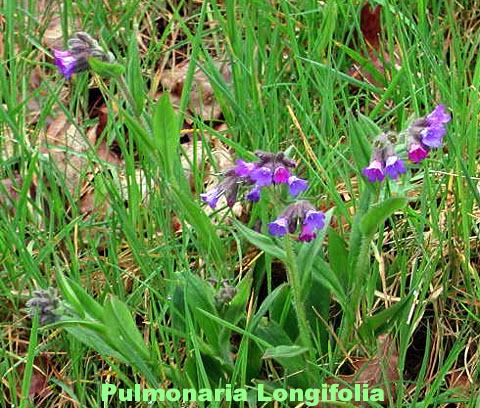 Pulmonaire dans la Vallée de la Franche-Valeine, Corrèze