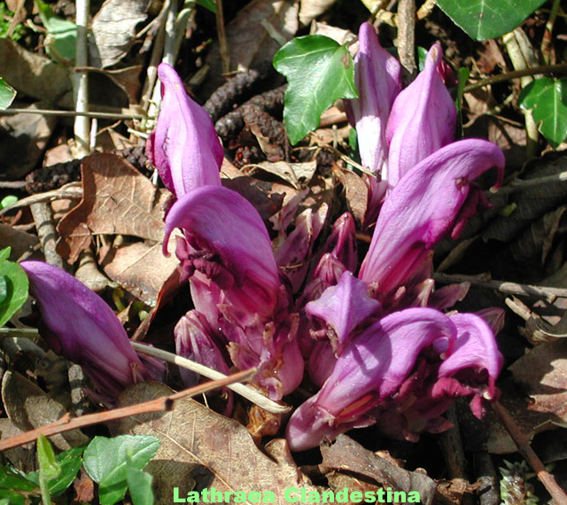 Lathraea Clandestina picture