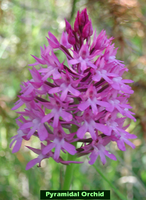 Pyramidal Orchid picture