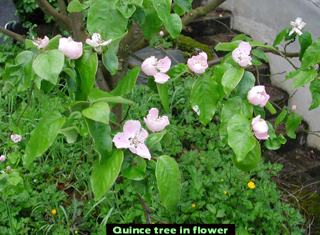 Picture of Quince tree in flower