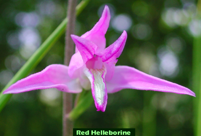 red Helleborine picture