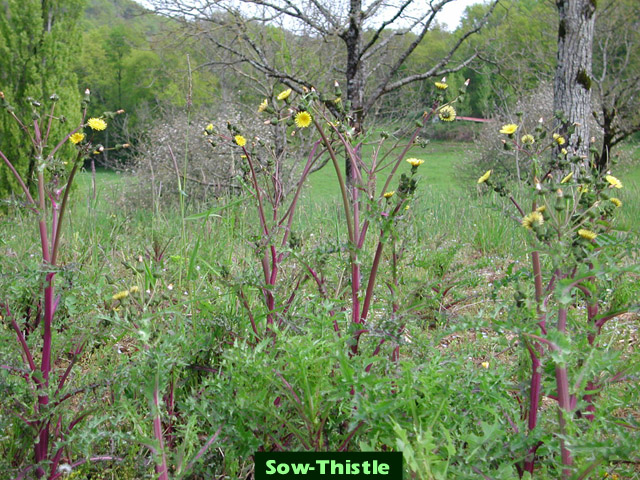 Picture of a Sowthistle