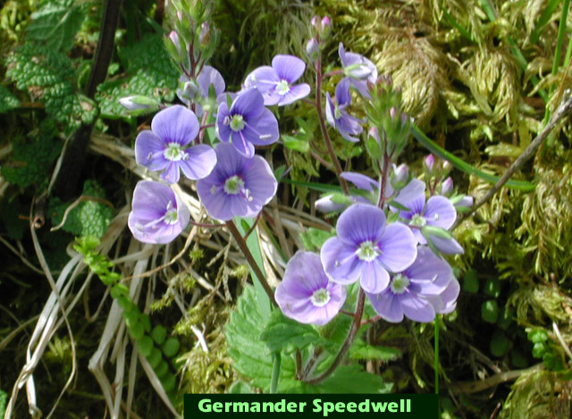 Picture of Germander Speedwell
