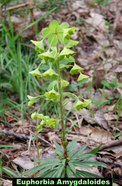 Euphorbia Amygdaloides picture