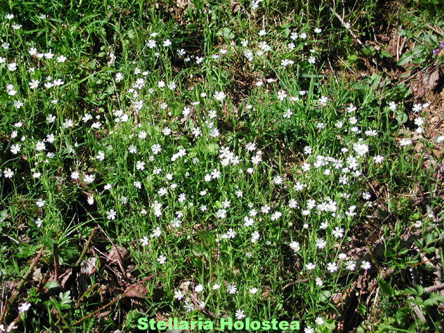 Greater Stitchwort picture
