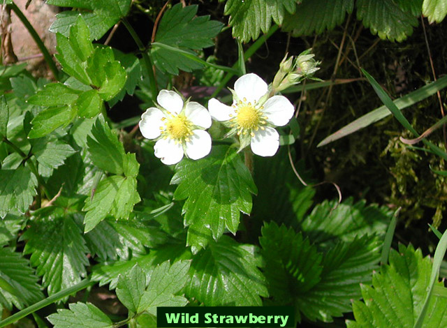 Picture of Wild Strawberries