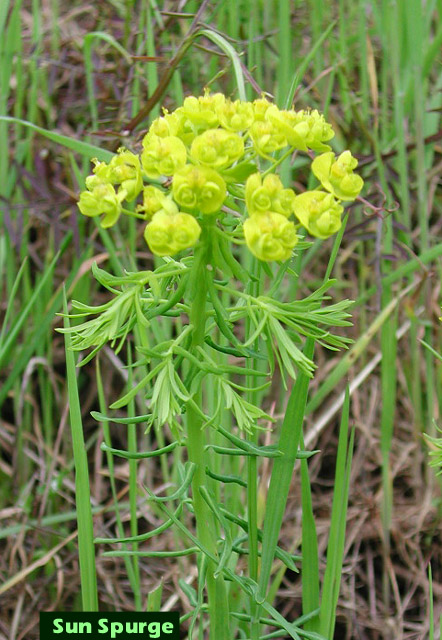 Picture of Sunspurge