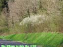 Blackthorn beside N120