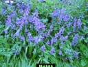 bluebells