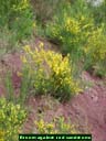 Broom on sandstone