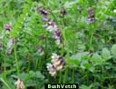 A bush vetch ramps