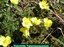 Spring Cinquefoil