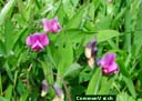 Common Vetch