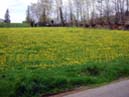 a field of dandelions