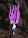 dog-tooth violet